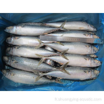 Poissons de fruits de mer congelés Acheteurs Pacific Mackerel 400g ISO